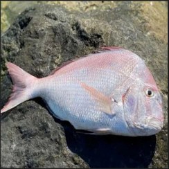 تصویر ماهی شانک صورتی صید روز بوشهر 