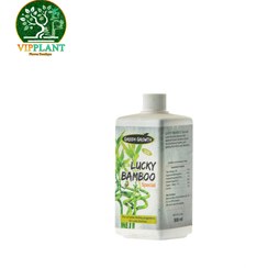 تصویر مکمل ویژه گیاه لاکی بامبو (green growth) Lucky Bamboo special