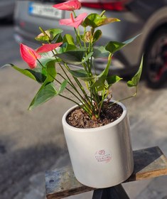 تصویر گلدان آنتریوم کد 712 Flower Pot