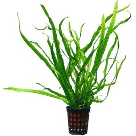 تصویر گیاه آبزی آکواریوم پلنت سرخس جاوا تایوان Microsorum pteropus “Taiwan Narrow”(پک 5 برگی) 