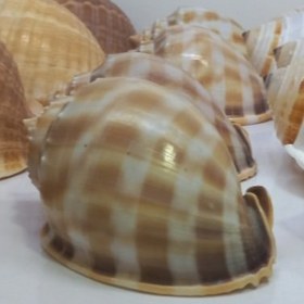 تصویر حلزون دریایی 