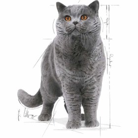 تصویر پوچ گربه بریتیش رویال کنین 85 گرم Royal Canin British Shorthair 85g