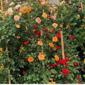 تصویر بذر گل رز رونده میکس 5 عددی 