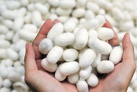 تصویر پیله ابریشم 