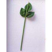 تصویر ساقه برگدار سایز ۳۵ و ۵۰ سانتی 