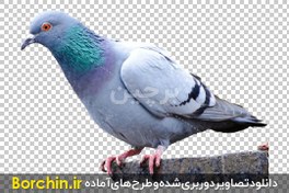 تصویر عکس بدون زمینه کبوتر زیبا 
