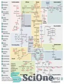 تصویر دانلود کتاب Physeo Biochemistry Map - نقشه فیزیو بیوشیمی 