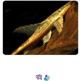 تصویر ماهی کت لیزارد فالوولا سایز 12 تا 15 سانت 