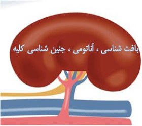 خرید و قیمت دانلود فایل بافت شناسی، آناتومی و جنین شناسی کلیه | ترب