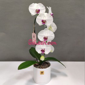 تصویر ارکیده سفید بنفش 