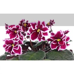 تصویر برگ بنفشه آفریقایی(پک 20 عددی رنگبندی مختلف بهمراه خاک و کود و گلدان) (پس کرایه) 