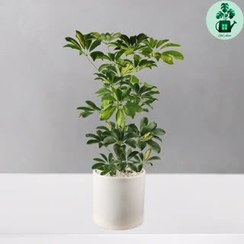 تصویر شفلرا ابلق 