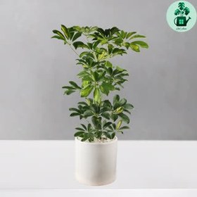 تصویر شفلرا ابلق 