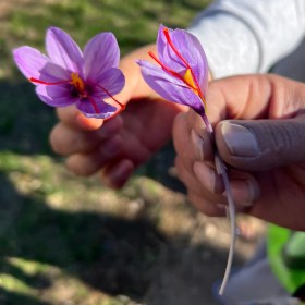 تصویر زعفران نگین صادراتی 