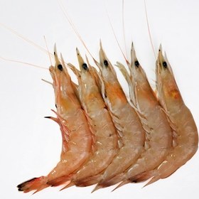 تصویر شاه میگو (U20) 