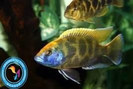 تصویر ماهی سیچلاید پلی سیگما 5الی 7سانت 