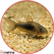 تصویر کوریدوراس برنز 