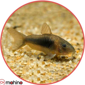 تصویر فروشگاه ماهینو