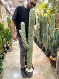 تصویر کاکتوس مصنوعی بزرگ 