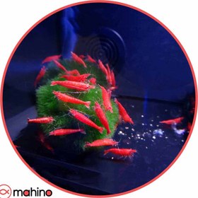 تصویر میگو شریمپ ردچری (قرمز) - 1 تا 2 سانتی متر 