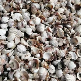 تصویر گوش ماهی 