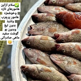 تصویر ماهی هامور درردیف ماهی هایه ممتازجنوب 