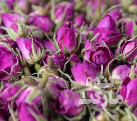 تصویر غنچه گل محمدی 