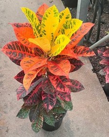 تصویر کروتن 