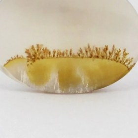 تصویر سنگ شجر کد 2382 