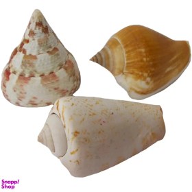 تصویر صدف تزیینی کد RS542 مجموعه 3 عددی 