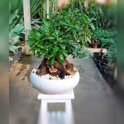 تصویر بنسای میخک هندی (پیتسپروم) گیاه آپارتمانی با کیفیت 