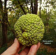 تصویر بذر توت آمریکایی Maclura pomifera 