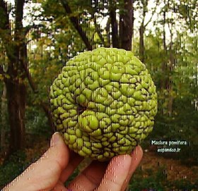 تصویر بذر توت آمریکایی Maclura pomifera 