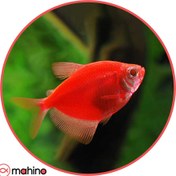 تصویر ماهی کالرویدو قرمز - 2 تا 3 سانتی متر 