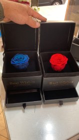 تصویر رز جاودان .. 