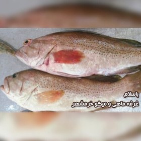 تصویر ماهی هامور(پک یک کیلویی)مناسب برای سرخ کردن و استفاده در خورشت 