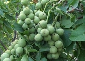 تصویر نهال گلدانی گردو خوشه ای پیوندی پربار (ترکیه) 