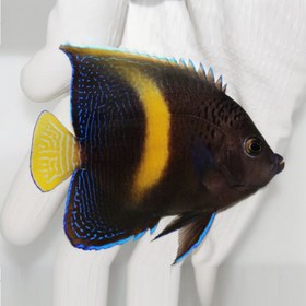 تصویر فرشته ماهی خجالتی بالغ ا Yellowbar Angelfish Yellowbar Angelfish