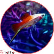 تصویر ماهی سواردتیل دم شمشیری پاین اپل (جفت) 