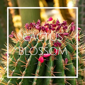 تصویر اسانس cactus blossom 