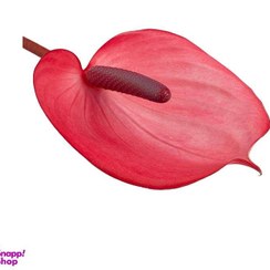 تصویر شاخه گل طبیعی آنتریوم رنگ صورتی 