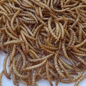 تصویر میلورم کرم خشک شده mealworms