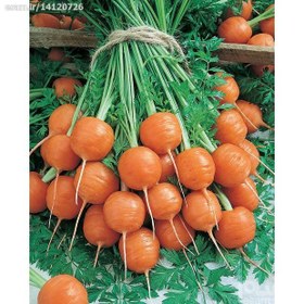 تصویر 40 عدد بذر هویج پاریس  Parisian Carrot ا بذر هویج پاریس  Parisian Carrot بذر هویج پاریس  Parisian Carrot