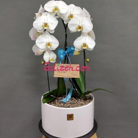 تصویر ارکیده سفید دو بوته 