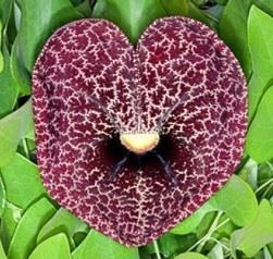 تصویر نخود الوندی بسته 100 گرمی