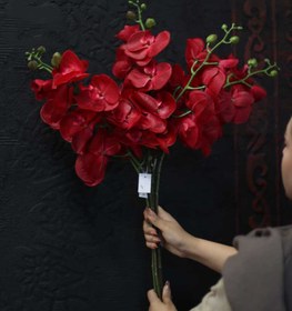 تصویر ارکیده سرخ 