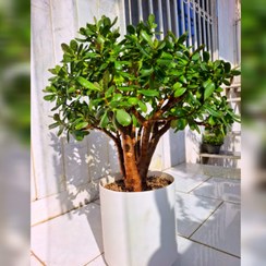 تصویر بونسای کراسولا یشم هفت ساله تنه دار با گلدان پلیمری پایه دار 