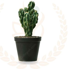 تصویر کاکتوس صخره ای 