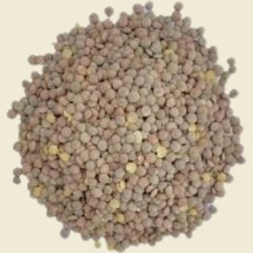 تصویر بذر عدس 