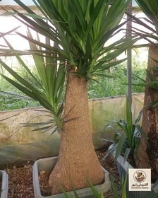 تصویر گیاه یوکا | کد: ZNB-FAF 